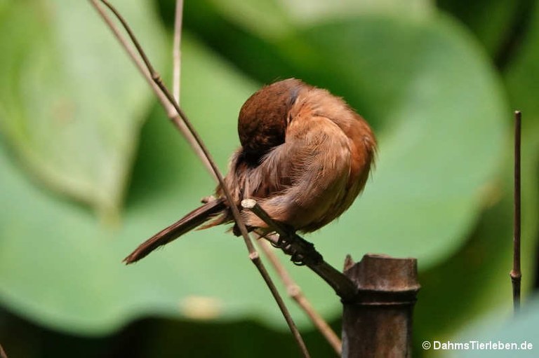 Sporophila angolensis