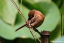 Sporophila angolensis