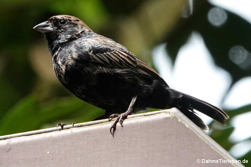 Jacarinitangare Volatinia jacarina-2