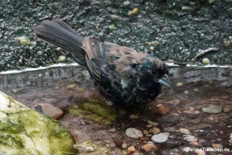 Jacarinitangare Volatinia jacarina-3