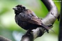 Volatinia jacarina