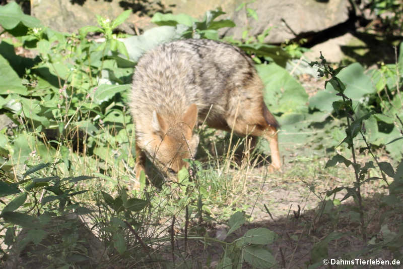 Europäischer Goldschakal (Canis aureus moreotica)