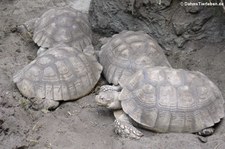 Spornschildkröte (Centrochelys sulcata) in Burgers Zoo Arnheim