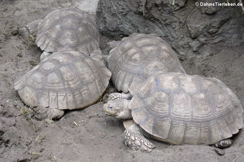 Centrochelys sulcata