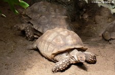 Spornschildkröte (Centrochelys sulcata) in Burgers Zoo Arnheim