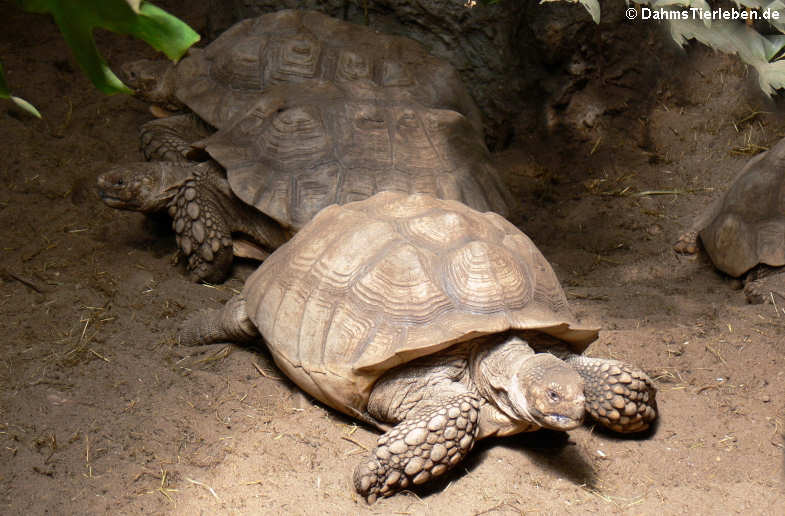 Centrochelys sulcata