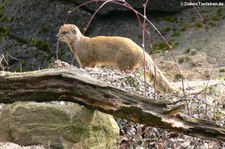 Fuchsmanguste (Cynictis penicillata) im Burgers Zoo, Arnheim