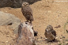 Kaninchenkauz (Athene cunicularia) im Burgers Zoo, Arnheim