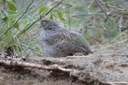 Callipepla gambelii