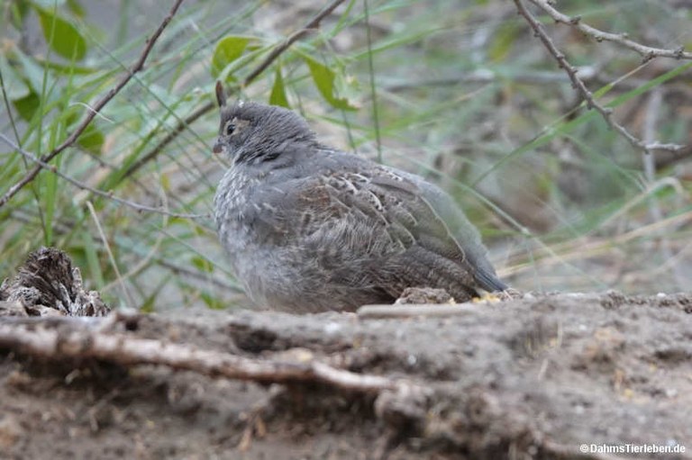Callipepla gambelii