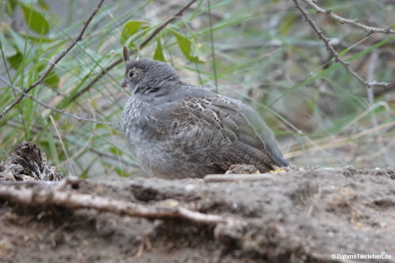Callipepla gambelii