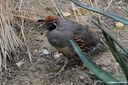 Callipepla gambelii
