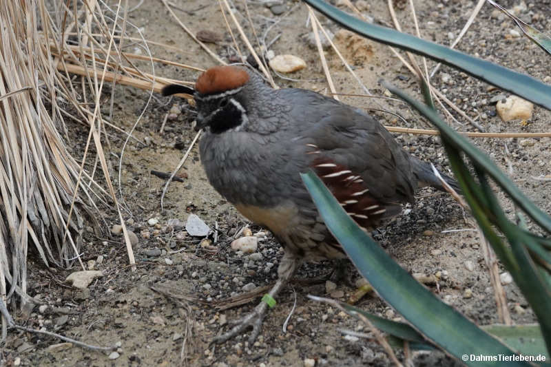 Callipepla gambelii
