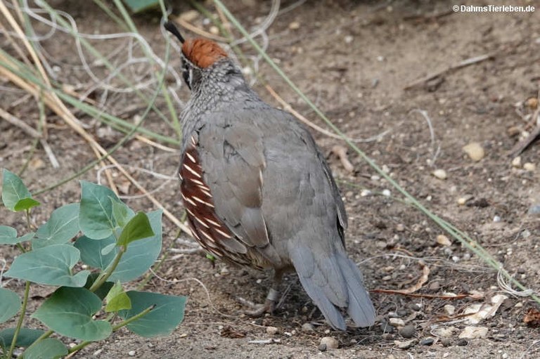 Callipepla gambelii