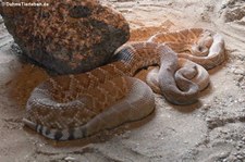 Rote Diamant-Klapperschlange (Crotalus ruber) im Burgers Zoo, Arnheim