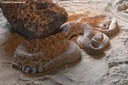 Crotalus ruber