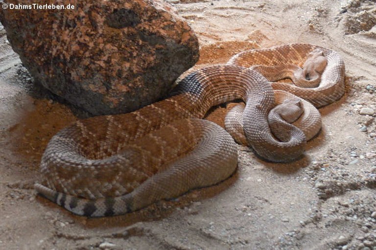 Crotalus ruber