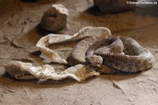 Rote Diamant-Klapperschlange (Crotalus ruber) im Burgers Zoo, Arnheim