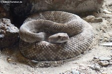 Rote Diamant-Klapperschlange (Crotalus ruber) im Burgers Zoo, Arnheim