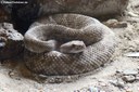 Crotalus ruber