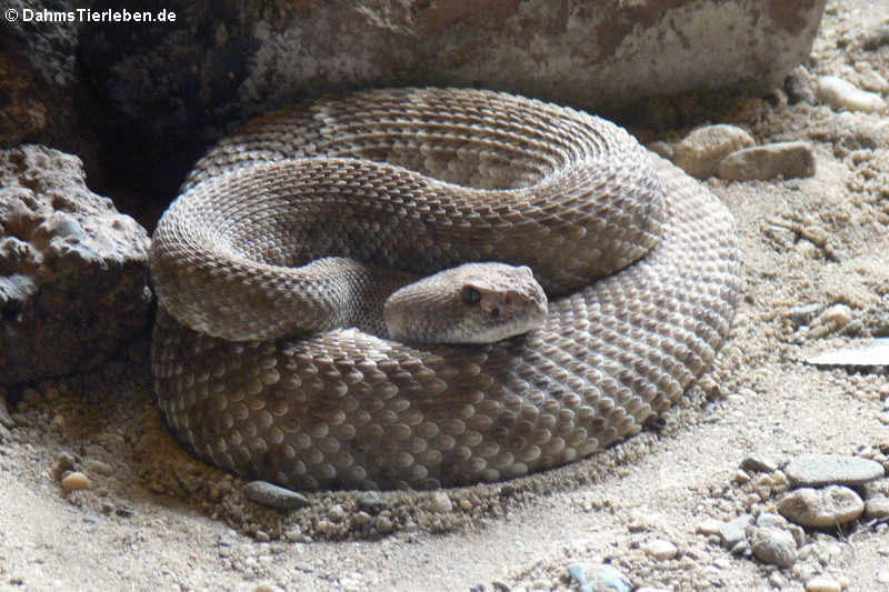 Crotalus ruber