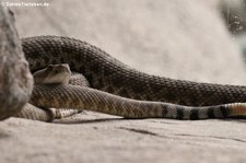 Rote Diamant-Klapperschlange (Crotalus ruber) im Burgers Zoo, Arnheim