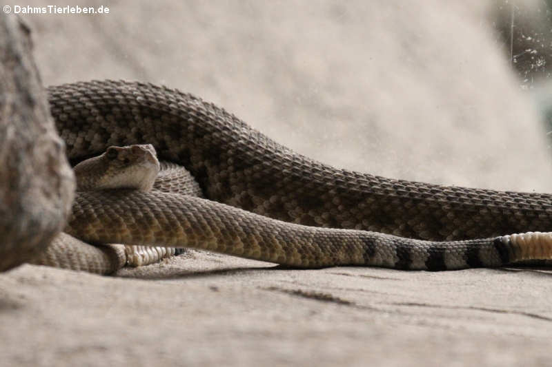 Crotalus ruber