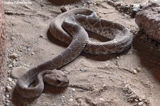 Rote Diamant-Klapperschlange (Crotalus ruber) im Burgers Zoo, Arnheim