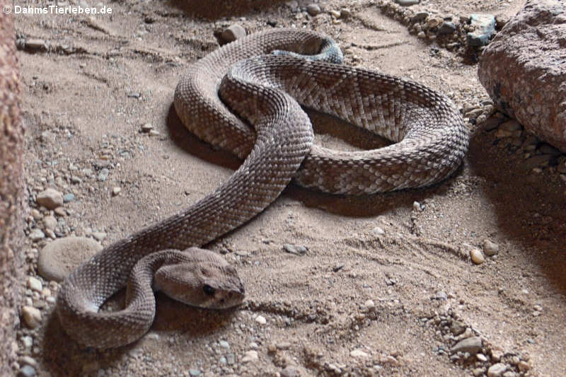 Crotalus ruber