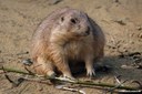 Cynomys ludovicianus