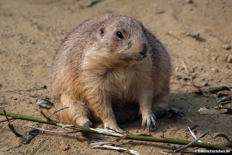 Cynomys ludovicianus