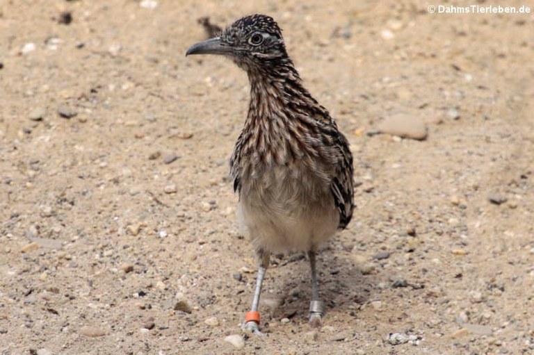 Geococcyx californianus