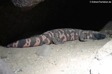 Gila-Krustenechse (Heloderma suspectum) im Burgers' Zoo, Arnheim