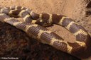 Lampropeltis californiae