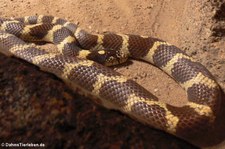 Kalifornische Kettennatter (Lampropeltis californiae) im Burgers Zoo, Arnheim