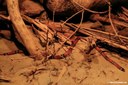Lampropeltis polyzona