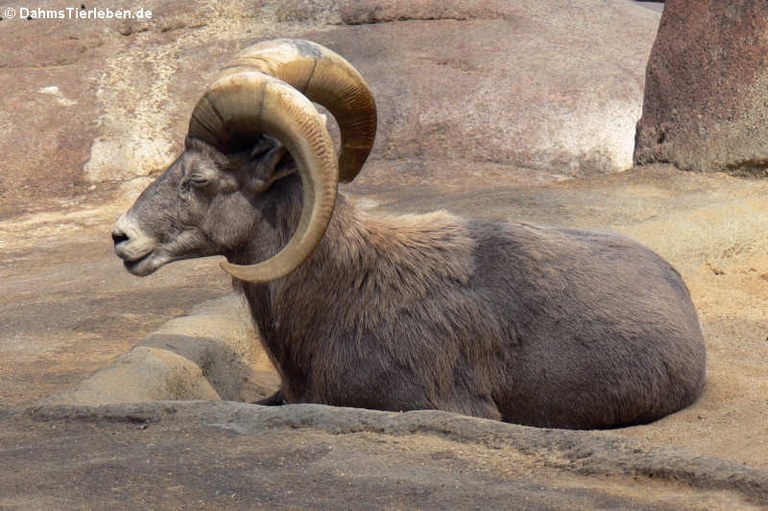 Ovis canadensis