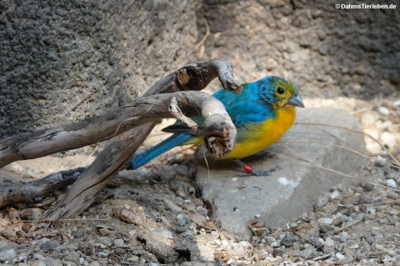 Passerina leclancherii