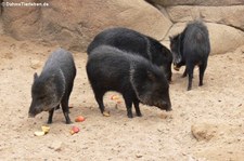 Halsbandpekaris (Pecari tajacu) im Burgers Zoo, Arnheim