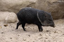 Halsbandpekari (Pecari tajacu) im Burgers Zoo, Arnheim