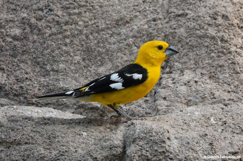 Pheucticus chrysopeplus