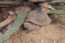Östliche Schmuck-Dosenschildkröte (Terrapene ornata ornata) im Burgers' Zoo, Arnheim