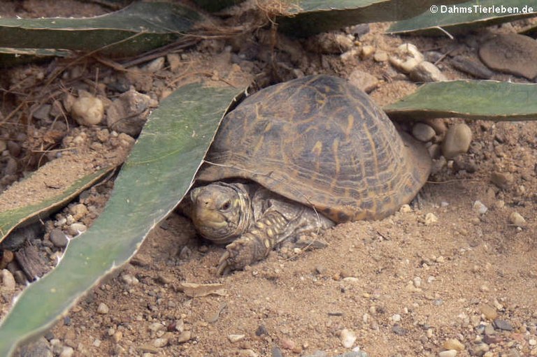 Terrapene ornata ornata