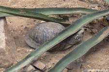 Östliche Schmuck-Dosenschildkröte (Terrapene ornata ornata) im Burgers' Zoo, Arnheim