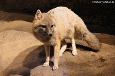 Swiftfuchs (Vulpes velox velox) im Burgers Zoo, Arnheim