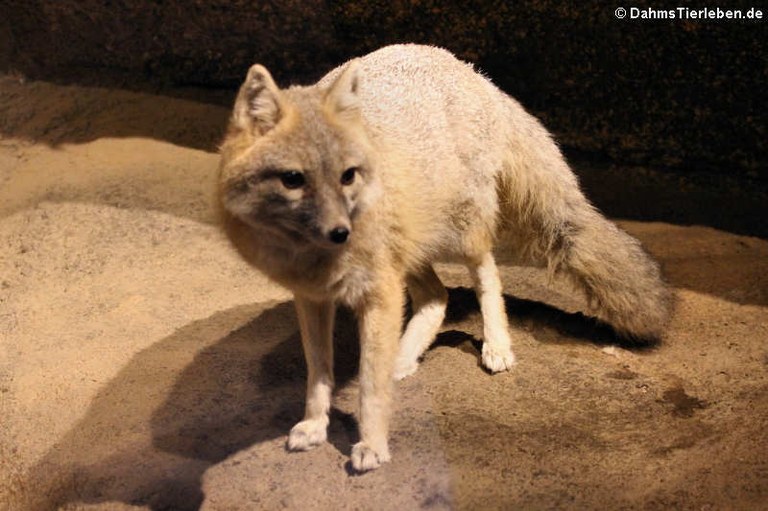 Vulpes velox velox