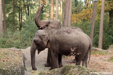 Asiatische Elefanten im Burgers' Zoo, Arnheim