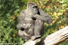 Westlicher Flachlandgorilla (Gorilla gorilla gorilla) im Burgers' Zoo, Arnheim