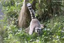 Lemur catta