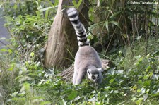 Katta (Lemur catta) im Burgers Zoo, Arnheim